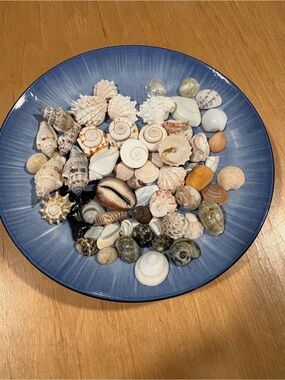 SEASHELLS 🐚 ~ Littles!  Perfect for jewelry crafts Coastal Shell seashells real